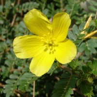 Tribulus cistoides L.